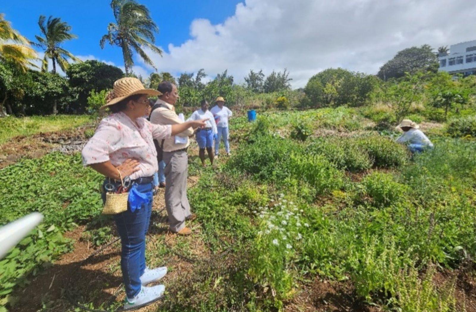rodrigues-island-food-industry-workers-in-field